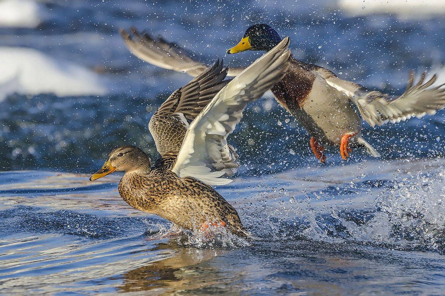 утки кряквы, Михаил Агеев