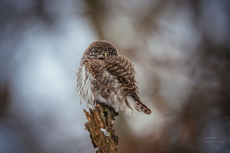 птицы, фотоохота, сова, сычик Теплый нарядphoto preview