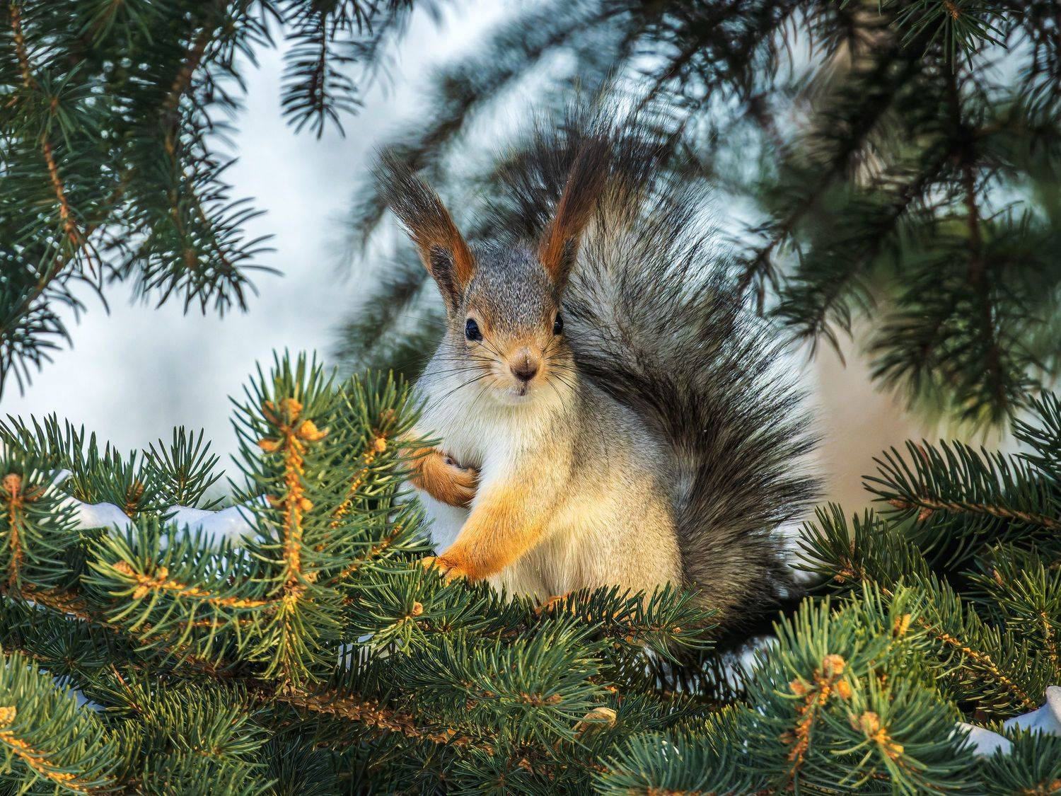 Белка. Автор: Глебов Сергей белка, Глебов Сергей