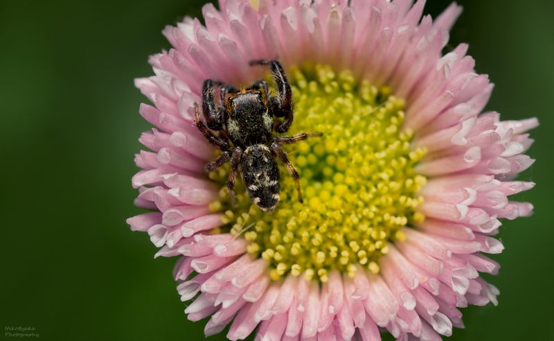 макро, природа, паук, паук скакун, macro, nature, spider, jumping spider Macaroeris nidicolensphoto preview
