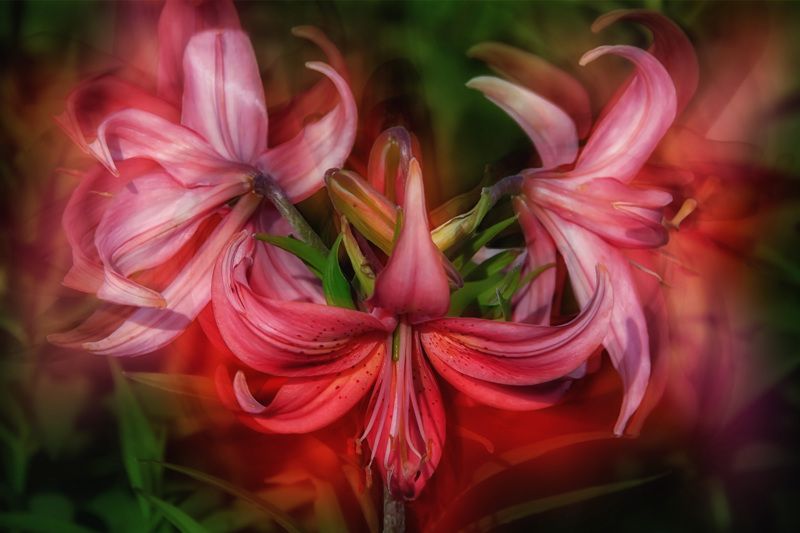 multicolored lilies, blossom, flowers, green , spring, garden, summer flowers,  summer color, nature, flora, black background, blur multicolored lilies фото превью