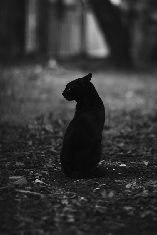 Pantherphoto preview