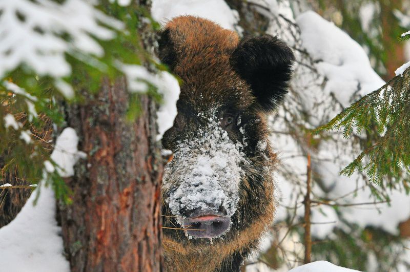 Взгляд фото превью