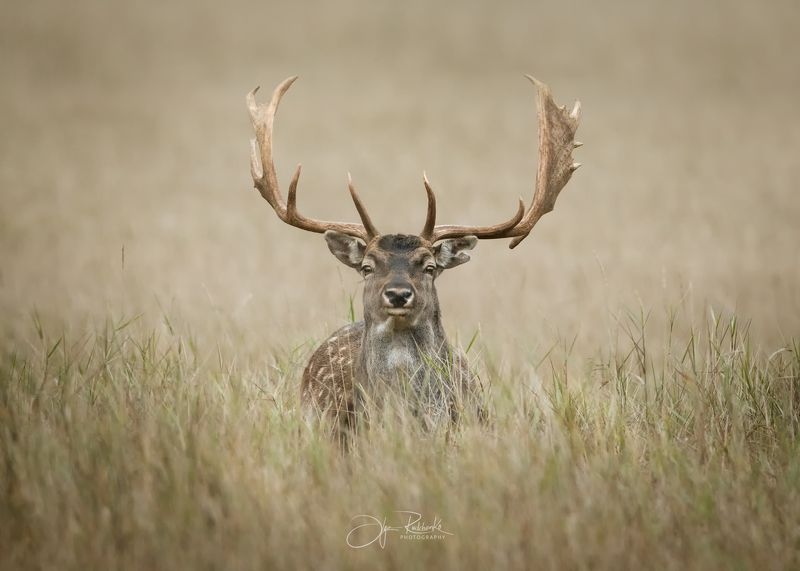 лань, dama-dama, красный бор, фотоохота, беларусь, осенний гон, гон Глаза в глазаphoto preview