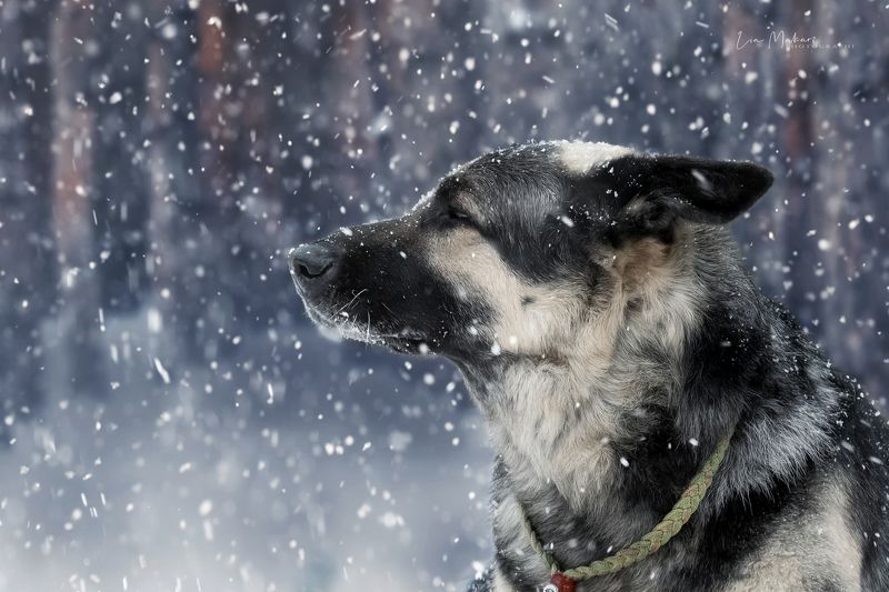 Зима, снег, собака, пес Джайphoto preview