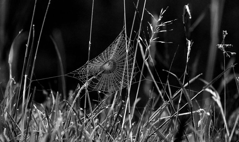 Cobweb silkphoto preview