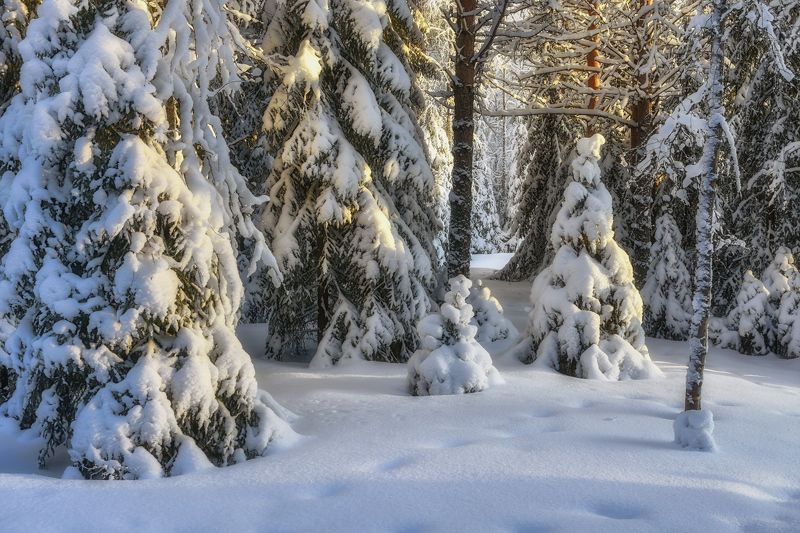 Укрытые снегомphoto preview