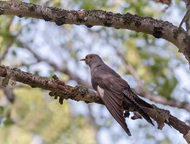 птица, кукушка, лес, Кукушка..photo preview