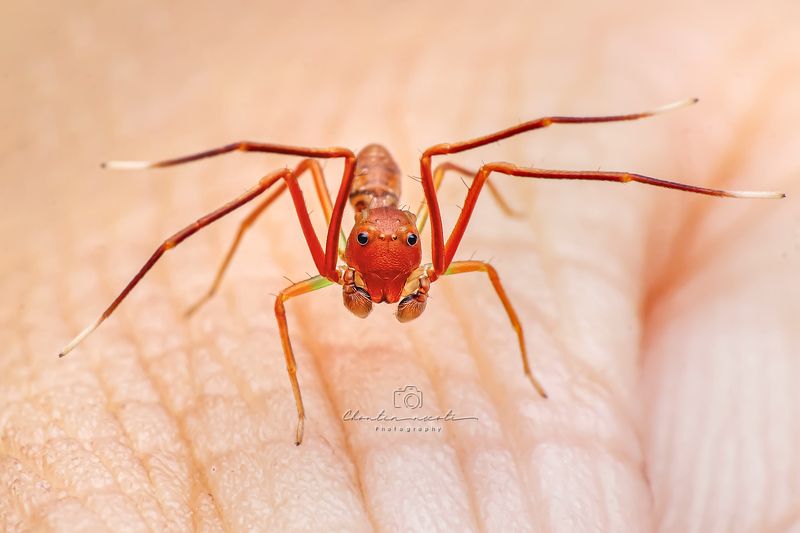 macro, ant-like, spider, small, animal, eyes, legs, outdoor, nature, natural, focus, garden, Oecophylla smaragdina Ant-Like Crab Spiderphoto preview