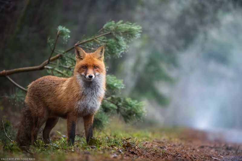 лисица, дождь, животные, природа, fox, nature, wildlife, animals В дождливый деньphoto preview