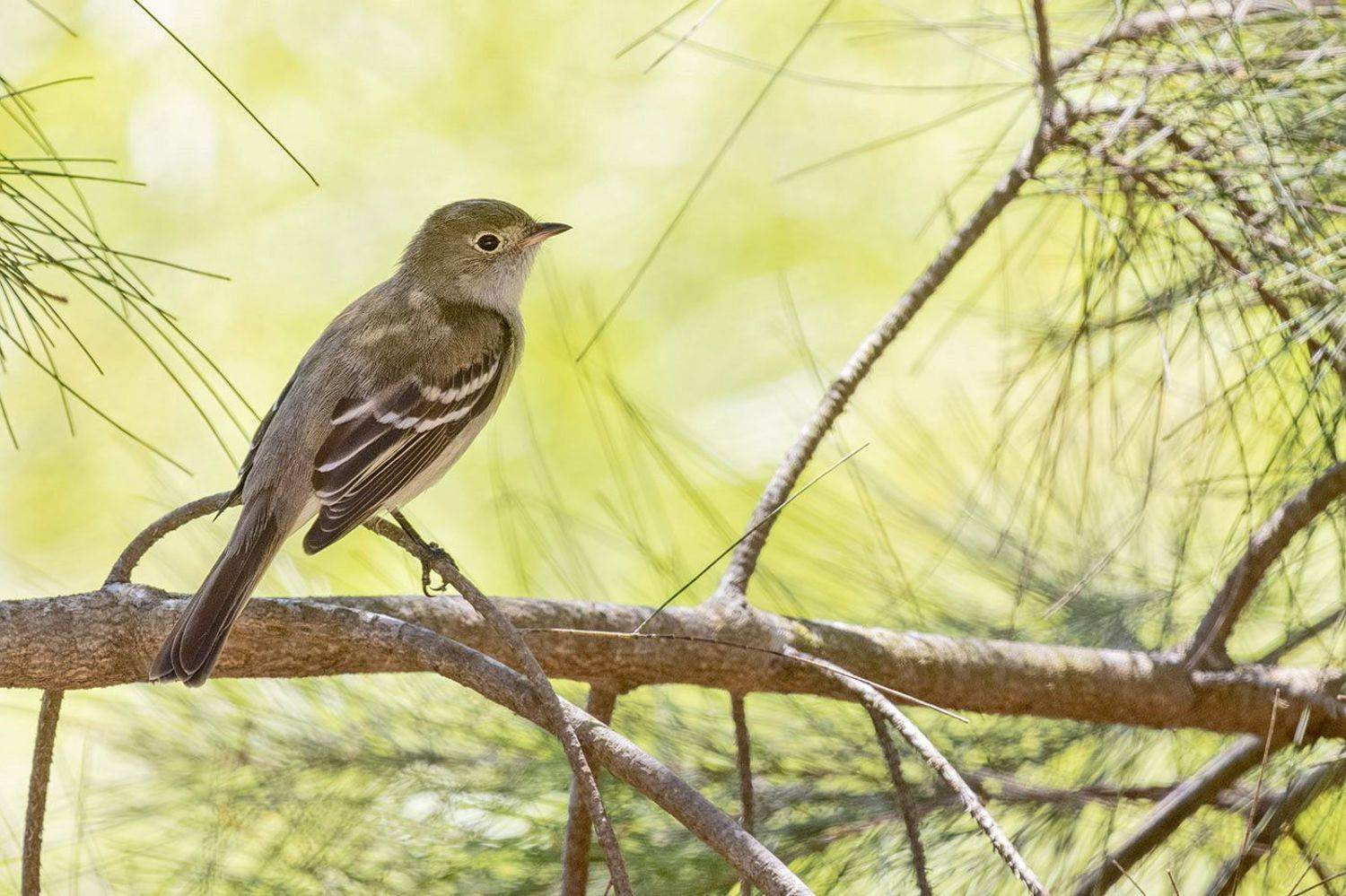 , Елена Давыдова