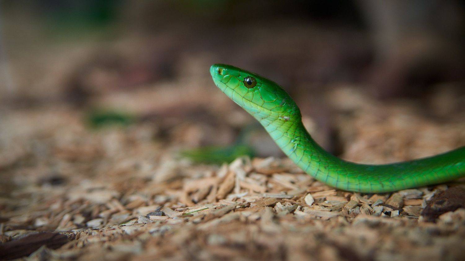 , Вячеслав Владимирович