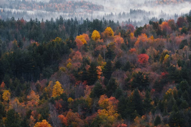 аэрофотосъемка, осень, дрон, пейзаж, лес, горы, туман Шептание деревьев в туманеphoto preview
