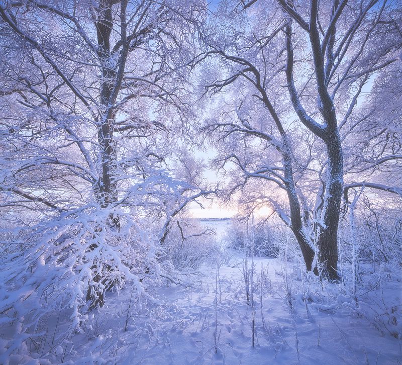 Морозным вееромphoto preview