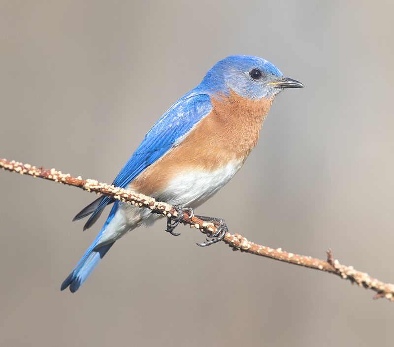 восточная сиалия, eastern bluebird,bluebird Eastern Bluebird.male - Восточная сиалия,самецphoto preview