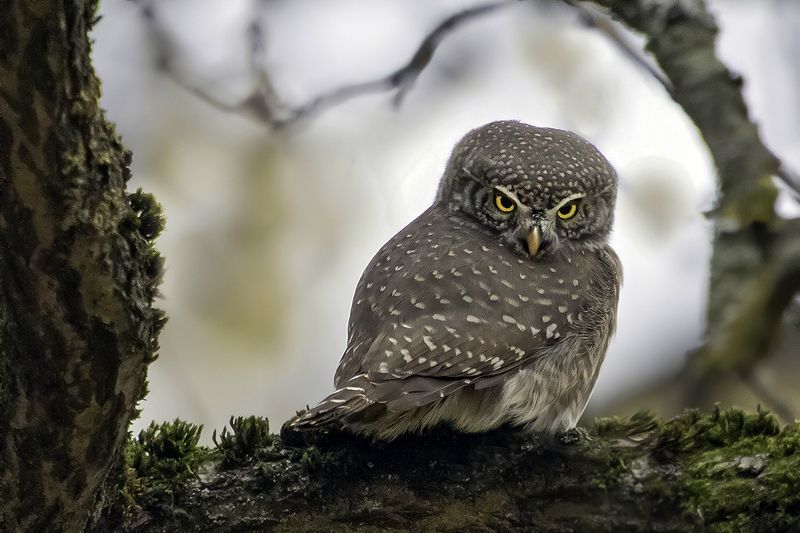 птица, сыч, зима Недовольныйphoto preview