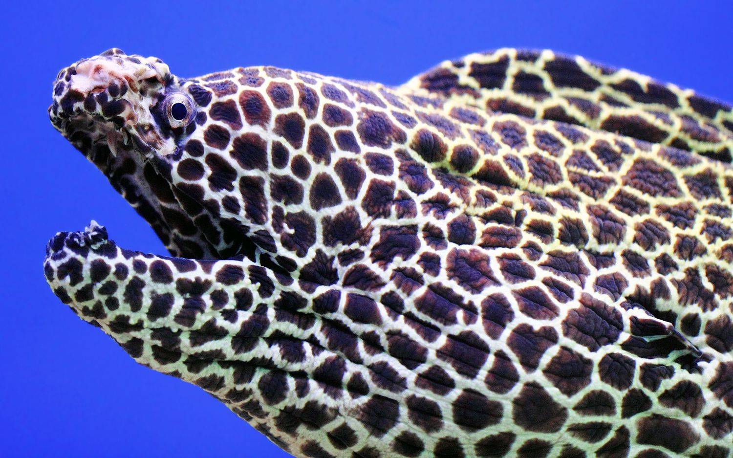 гимноторакс, ликодонт, лучепёрые, рыбы, рыба, muraena, muraenidae, gymnothorax, undulatus, underwater, Дмитрий Салтыков