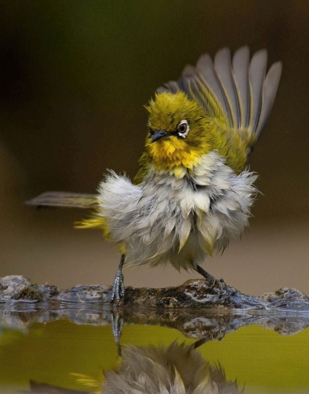 #birds #white-eye #birding #indianbirds #birdsofindia Let\'s Dance photo preview