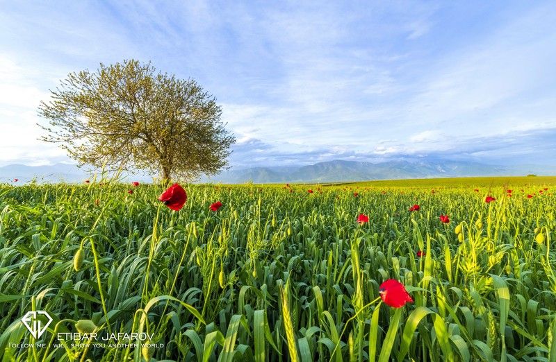 ismayilliphoto preview