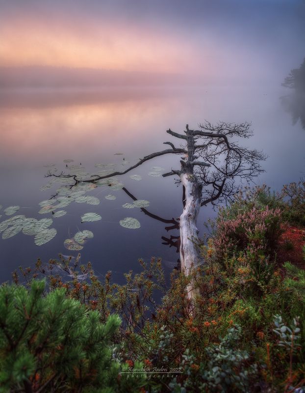 ... история одного дерева ...photo preview