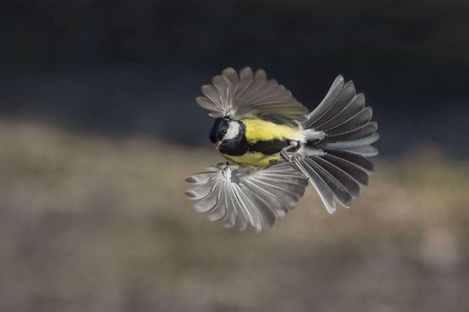 , Евгени Стефанов