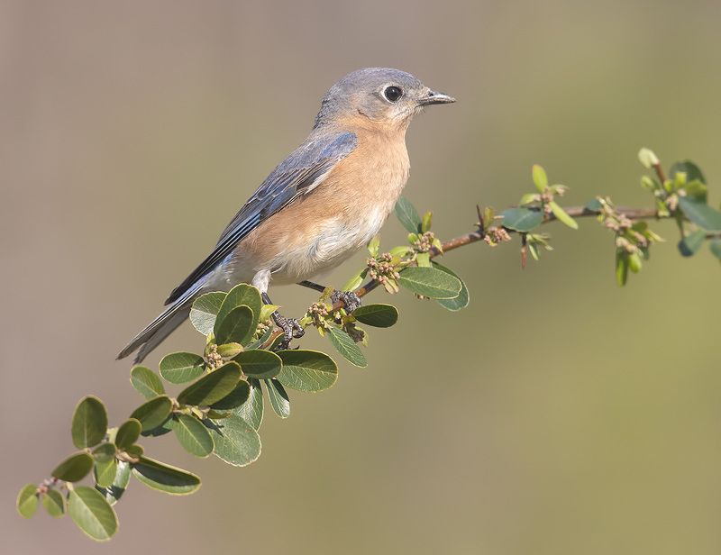 восточная сиалия, eastern bluebird, bluebird Eastern Bluebird female -Восточная сиалия. самкаphoto preview