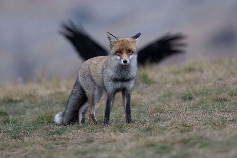 Лисичий Пегасphoto preview