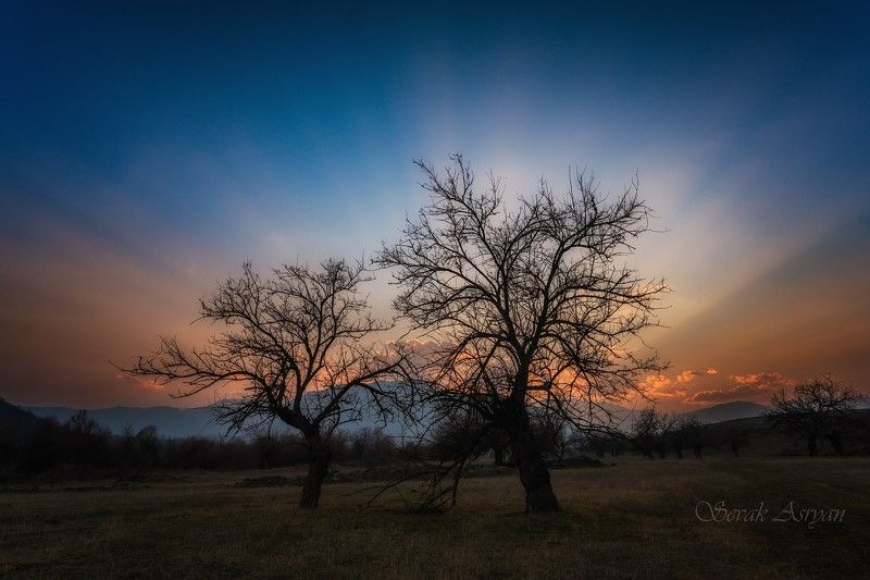 дерево, закат На закатеphoto preview