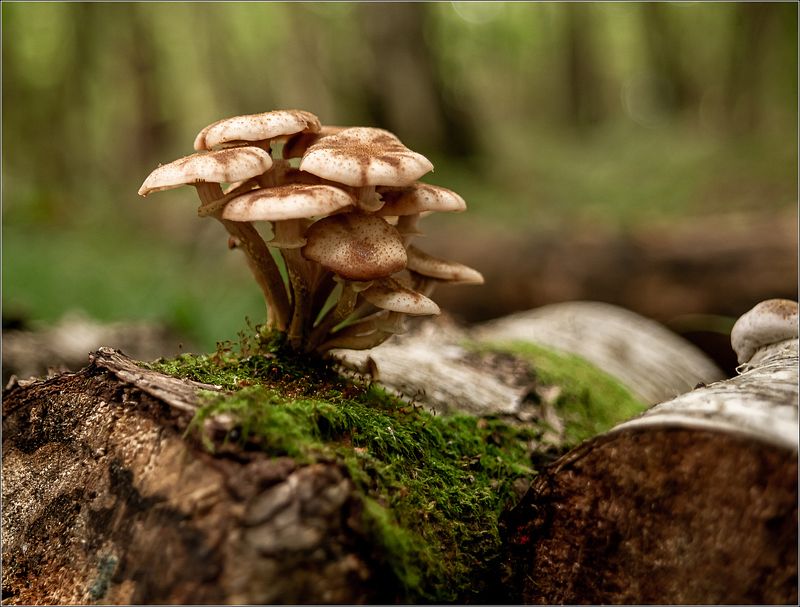 макро,природа,грибы Про грибыphoto preview