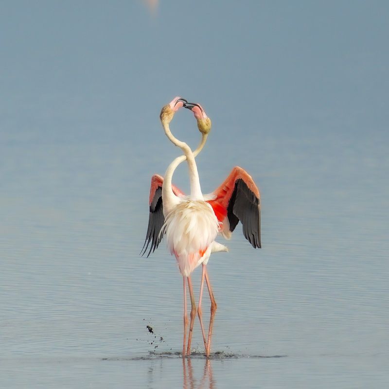 flamingo flamingophoto preview