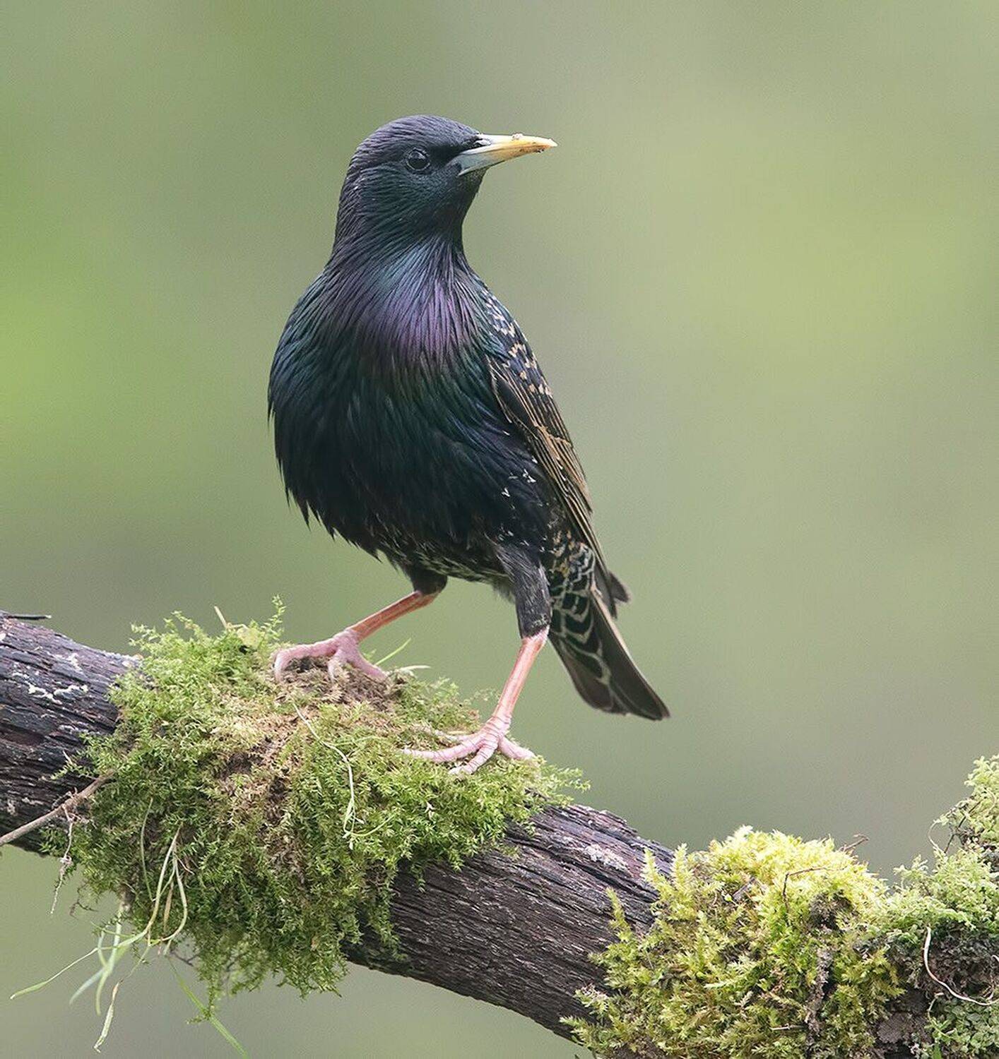cкворец, european starling,  starling,весна, Etkind Elizabeth