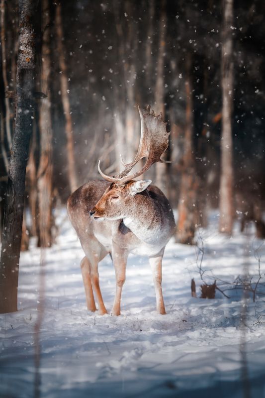 олень, лань, зима, дикая природа Европейская ланьphoto preview