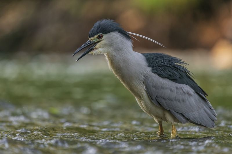 Ślepowron (Nycticorax nycticorax)photo preview
