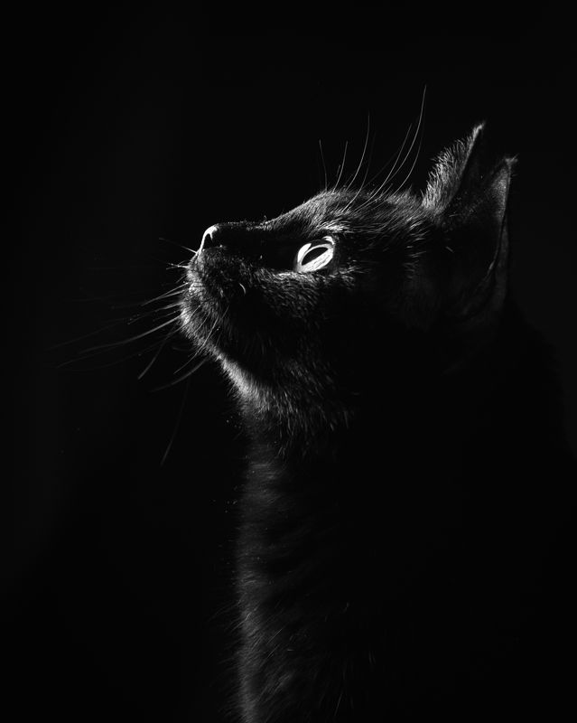 кошки чернобелое Где ты?photo preview