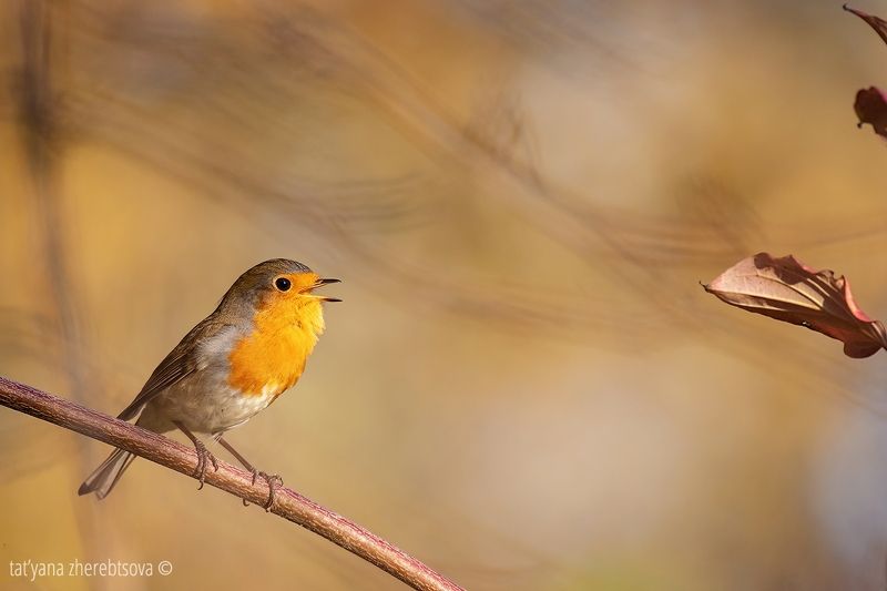 Зарянкаphoto preview