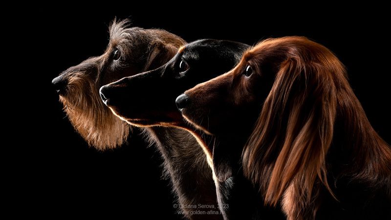 Таксотриоphoto preview