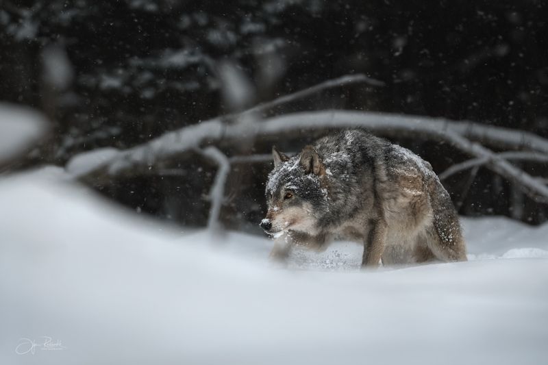 волк, европейский волк, беларусь, красный бор, wolf, gray wolf, wolf, grey wolf Вижу цельphoto preview