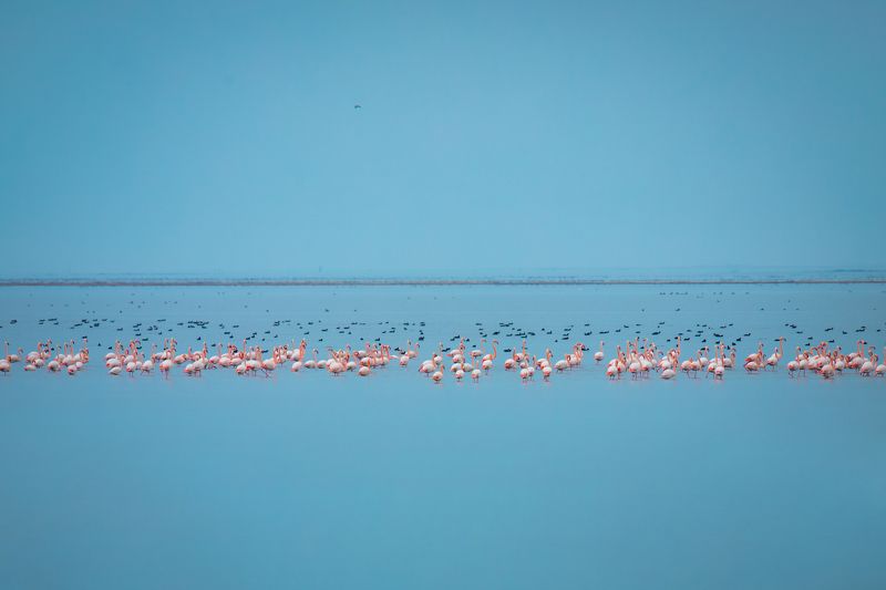 flamingo, bird, azerbaijan, caspian, sea Flamingosphoto preview