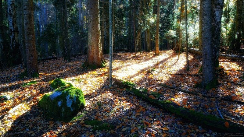 осень природа пейзаж лес утро солнце Осень. Лес. Утро. фото превью