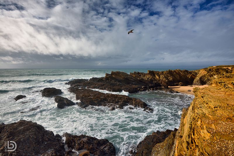 porto covo, portugal Птичка фото превью