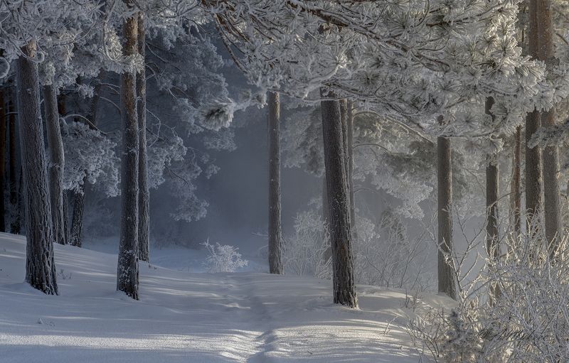 сибирь, зима, зимний лес, иней, морозный день, пейзаж Январская стужаphoto preview