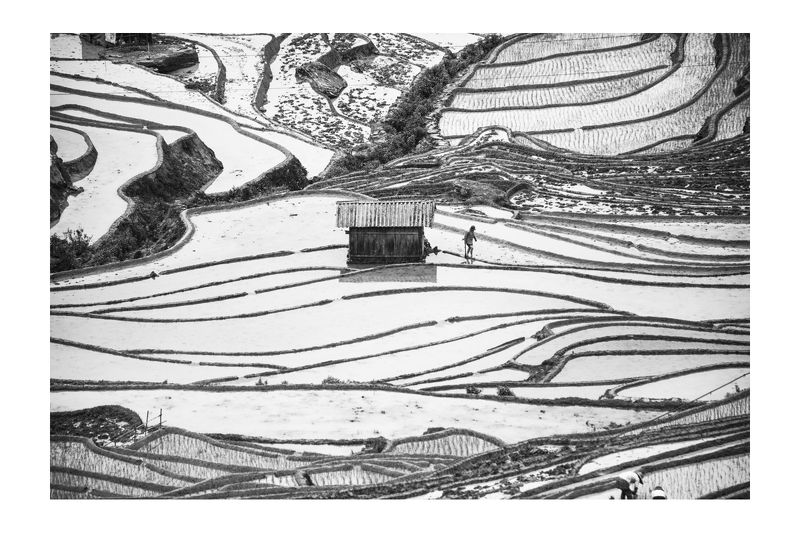 рис, вьетнам, образ, люди, терраса Rice&Icon of Vietnamphoto preview