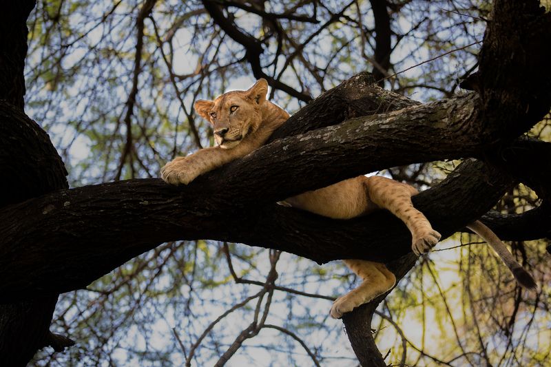 Lioness, Lake Manyara, Tanzania The starephoto preview
