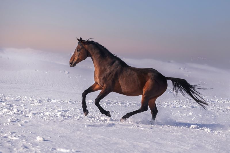 Лошадь, лошади, зима, снег, галоп, закат Перс photo preview