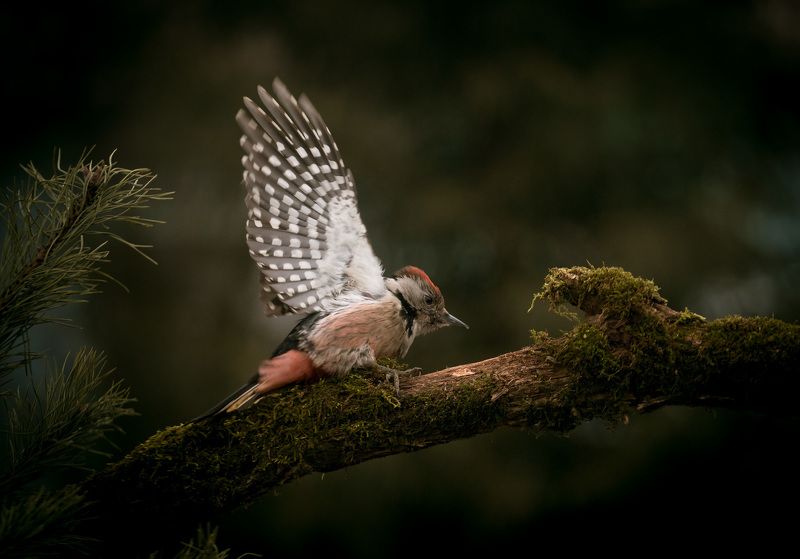 птицы, дятел, wildlife, birds, middle spotted woodpecker, зима Средний пестрый дятелphoto preview
