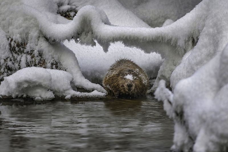 зима, бобр, снег, узоры В царстве снежной королевыphoto preview