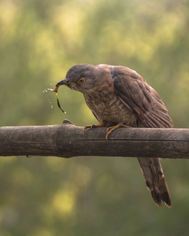 #birds #cuckoo #indianbirds #birdsofindia #birdwithcatch Breakfast time!photo preview