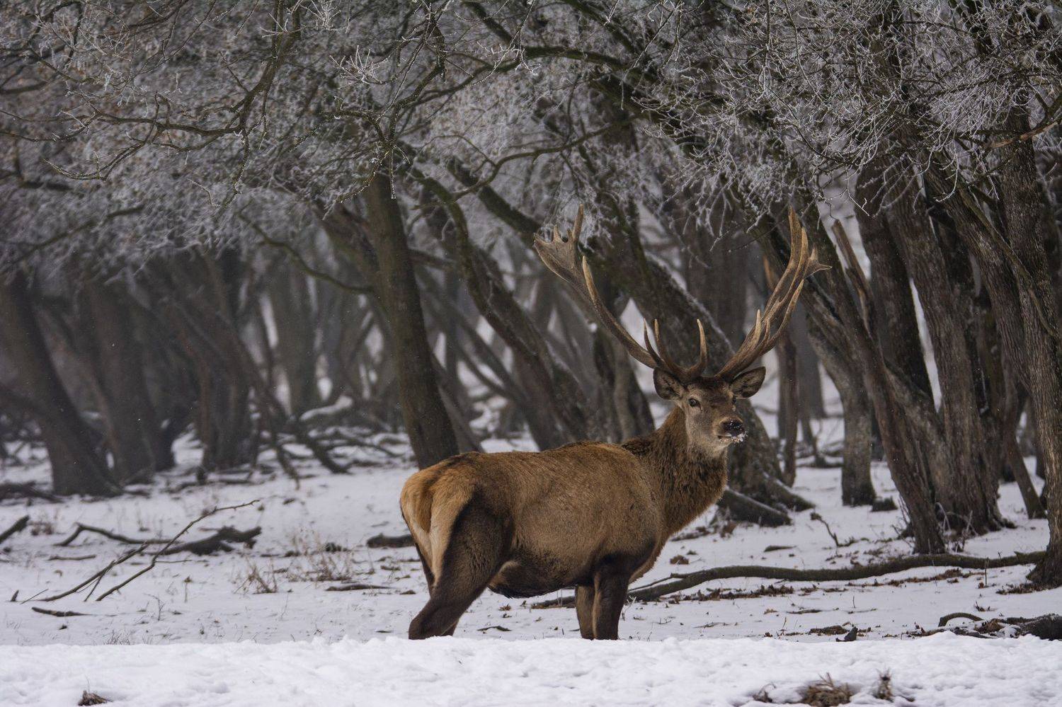 Автор: Predrag Kostin , Predrag Kostin