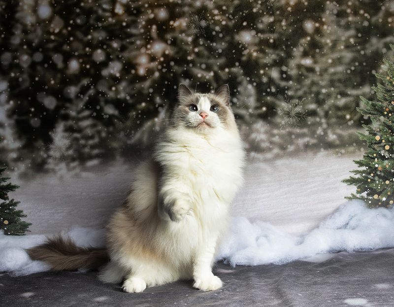 матильда, новый год, праздник, рэгдолл, сat, кошка, животные, кошки, ragdoll cat, ragdoll Ragdoll Cat (Matilda). Матильда во всей красеphoto preview