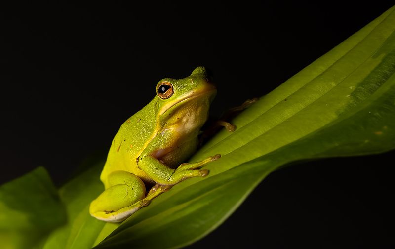 макро, квакша, лягушка, frog,  macro, земноводные Квакша. Frog. Hylidae - Зеленая североамериканская Квакшаphoto preview